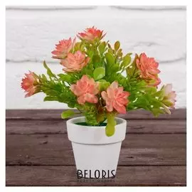 Бонсай в горшке "Пышные цветкис листвой" 7х13 см