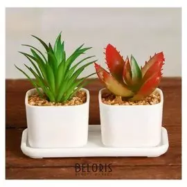 Бонсай в горшке "Сансевиерия" 11,5х6 см