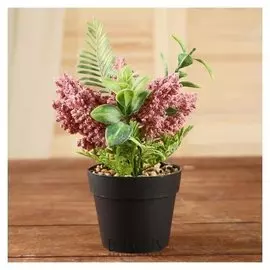 Бонсай в горшке "Сеанотус" 7,5х16 см