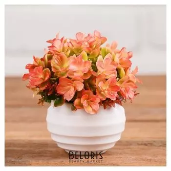 Бонсай в горшке "Суккуленты пышные" 6х8 см