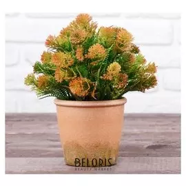 Бонсай в горшке "Укроп пушистый" 11,5х21 см