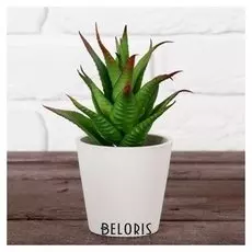 Бонсай в горшочке "Техасский алоэ" 8*15 см