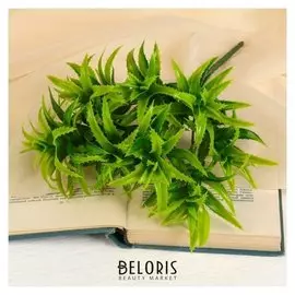 Букет "Алоэ" 27 см