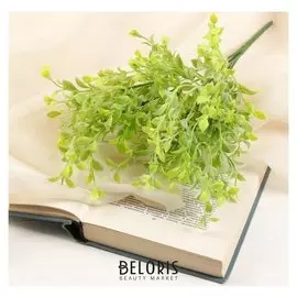 Букет "Рускус мини" 28 см