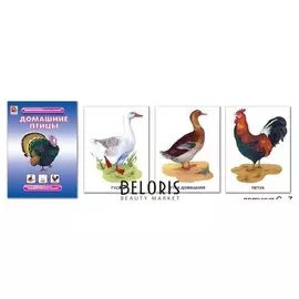 Демонстрационный материал Домашние птицы