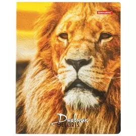 Дневник 5-11 класс 48 л., лайт-обложка, глянцевая ламинация, с подсказом, "Царь зверей"