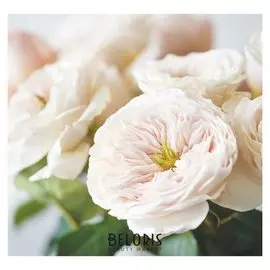 Фотообои "Цветы ранункулюса", 210х200 см, 130 г/м