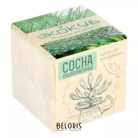 Экокуб "Сосна обыкновенная"