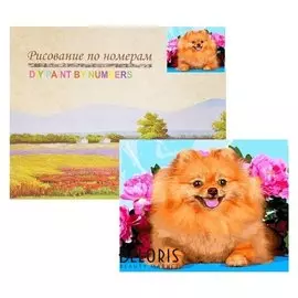 Картина по номерам «Шпиц»