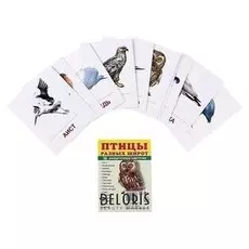 Карточки обучающие "Птицы разных широт" 16 шт., 6,3 х 8,7 см