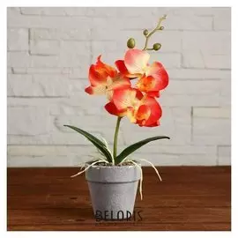 Композиция в горшочке "Орхидея" 7х23 см