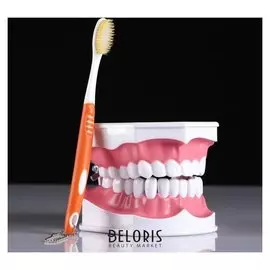 Макет "Челюсти человека" 12*9см