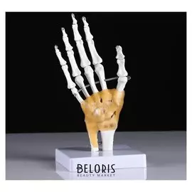 Макет "Кистевой сустав человека" 22*12см