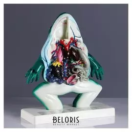 Макет "Лягушка в разрезе" 34*37см