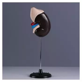 Макет "Почка человека" 14*30см