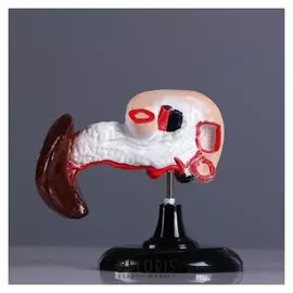 Макет "Поджелудочная железа человека" 13*10см