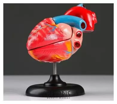 Макет "Сердце человека" 14*10см