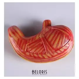 Макет "Желудок человека" 28*19см