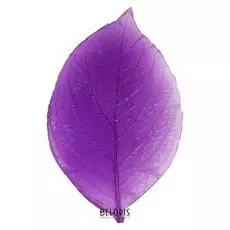 Молд "Основной лист"