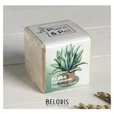 Набор для выращивания P P "Агава благородная"