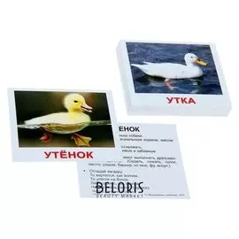 Набор карточек «Мини-40. домашние животные»