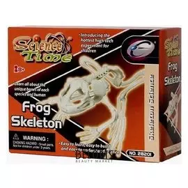 Наглядное пособие Скелет Лягушки