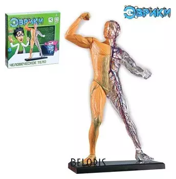 Научный опыт Человеческое тело