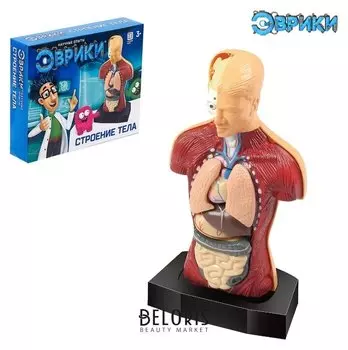 Научный опыт Строение тела