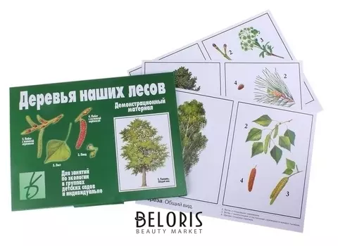 Обучающие карточки «Деревья наших лесов»