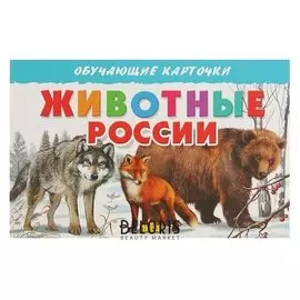 Обучающие карточки «Животные россии», 16 карточек