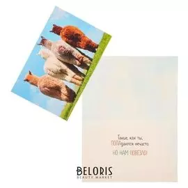 Открытка "Ламы"