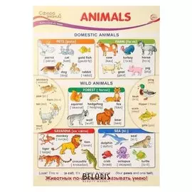 Плакат "Animals" А3