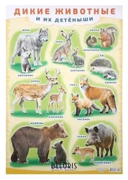 Плакат "Дикие животные и их детёныши" А2
