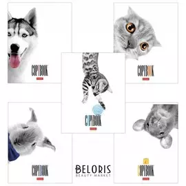 Тетрадь в клетку 48 листов А5 Кто здесь