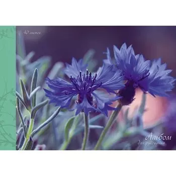 Альбом для рисования «Нежные васильки», А4, 40 листов