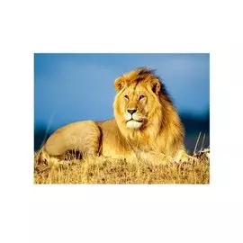 Алмазная мозаика MAZARI Царь зверей , 40х50см (рама 52х40.5см) частичная выкладка, стразы разного размера