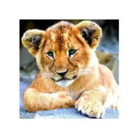 Алмазная мозаика MAZARI Львенок , 30х30см (рама 28.8х28.8 см) частичная выкладка, стразы разного размера