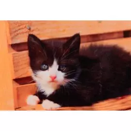 Алмазная мозаика на подрамнике "Черно-белый котенок", 30х40 см