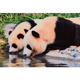 Алмазная мозаика на подрамнике "Панды на водопое", 30х40 см