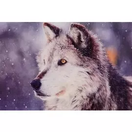 Алмазная мозаика на подрамнике "Волк в снегу", 30х40 см