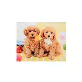 Алмазная мозаика "Милые щенки пуделя", 30 х 40 см