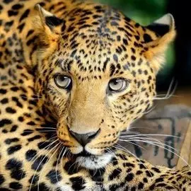 Алмазная мозаика ТМ Рыжий кот 20х20см c подр., с полн. заполн. (класс.),18цв. Взгляд леопарда AC20077