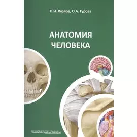 Анатомия человека