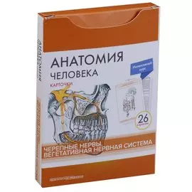 Анатомия человека. Черепные нервы. Вегетативная нервная система (26 карточек)