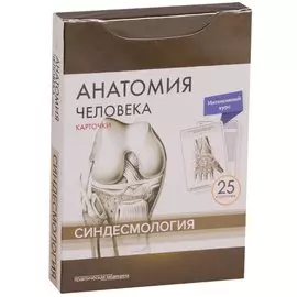 Анатомия человека. Синдесмология (25 карточек)