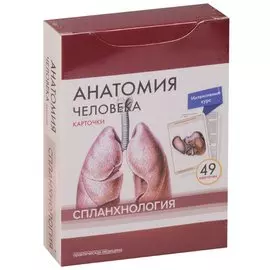 Анатомия человека. Спланхнология (49 карточек)