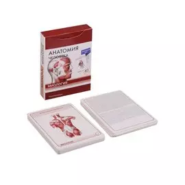 Анатомия человека. Миология. Интенсивный курс (43 карт)