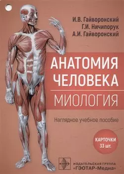 Анатомия человека. Миология. Карточки: наглядное учебное пособие (33 двусторонних карточки)