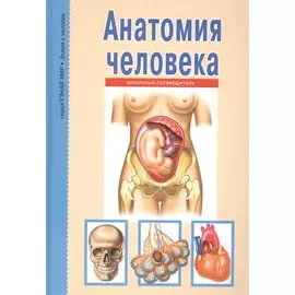 Анатомия человека