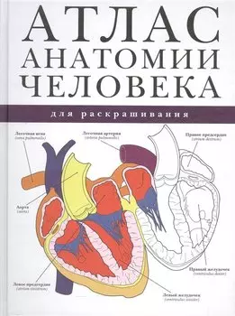 Атлас анатомии человека для раскрашивания